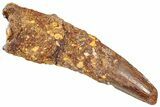 Fossil Spinosaurus Tooth - Real Dinosaur Tooth #357786-1